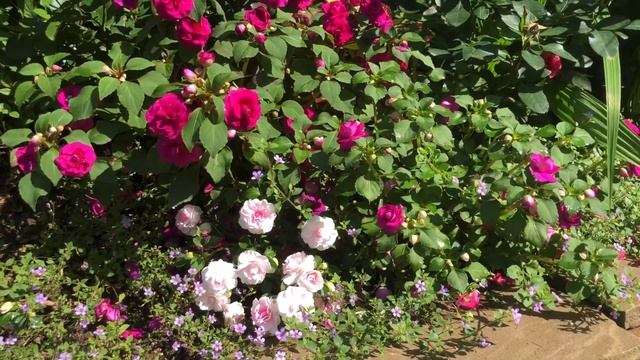 Махровые бальзамины. Бакопа цветёт! Double impatiens смотреть онлайн