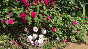 Махровые бальзамины. Бакопа цветёт! Double impatiens