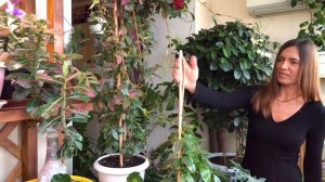 КРАСИВАЯ ПОЛКА ДЛЯ КОМНАТНЫХ ЦВЕТОВ 4K