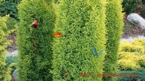 Можжевельник обыкновенный Голд Коне (gold cone) ? обзор: как сажать, саженцы можжевельника Голд Кон