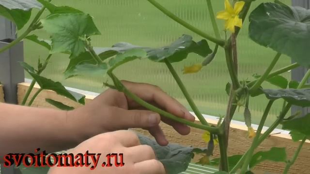 Уход за огурцами в теплице - формирование