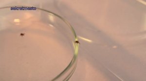 Правда ли клещей скидывают с вертолета???