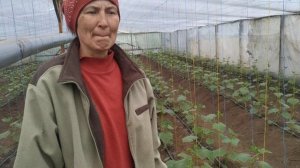 Что необходимо делать, если в теплице сильно жарко? 2 недели с момента высадки огурца в теплицу.