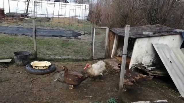 Мускусные утки занеслись/ как выбрать взрослую птицу/ овоскопирование яиц смотреть онлайн