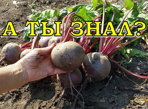 3 признака готовности СВЕКЛЫ: убираем урожай ВОВРЕМЯ!???