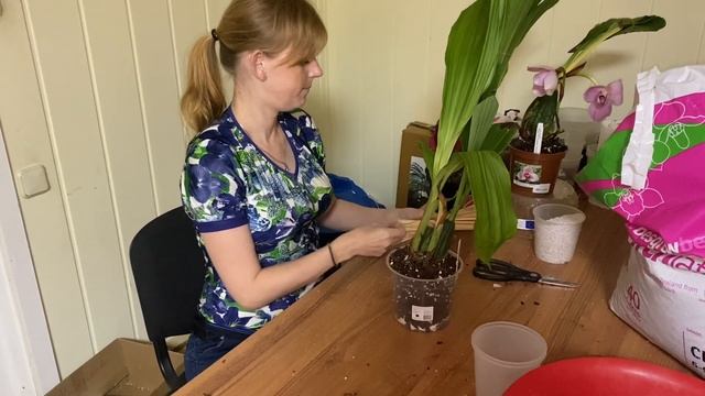 Посадка орхидеи Lycaste.  Свежий импорт орхидей
