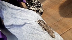 Бабочка сидит на белье - Ночной Мотылек Австралии