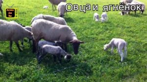 Домашние животные и их детеныши. Учим животных и их детенышей