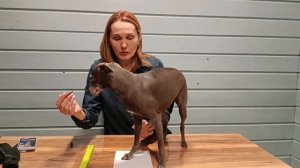 как измерить лапку собаке для обуви