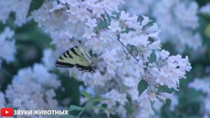 БАБОЧКИ. ПОЛЕТ БАБОЧЕК. ЗВУК ПРИРОДЫ РАССЛАБЛЯЮЩИЕ ЗВУКИ ПРИРОДЫ. КРАСИВАЯ БАБОЧКА. АСМР