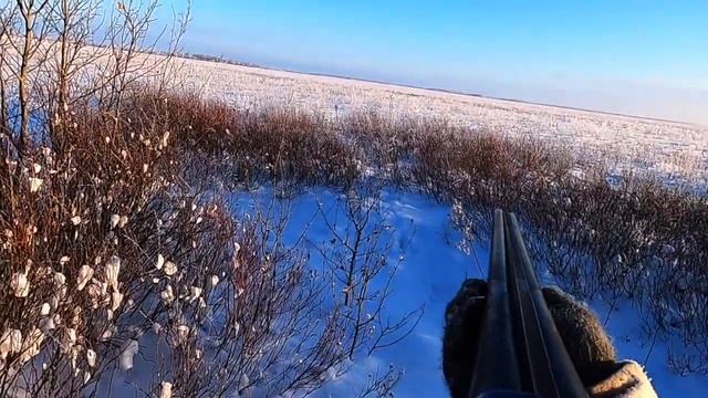 Охота на зайца 2023_ Как распутать следы.