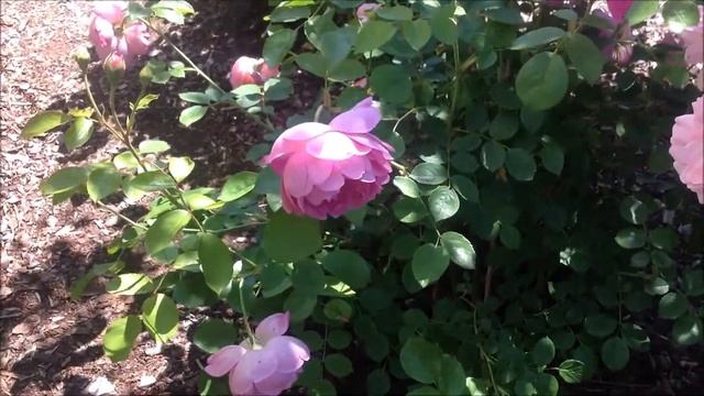 Rose Royal Jubilee | David Austin | Rosenvideo | gartenfein [HD] смотреть онлайн