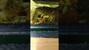 Рождение рака мраморного из икринки