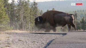 The Powerful Buffalo | Facts of Buffalo | Animal Life | Is a Buffalo Bigger than a Cow?