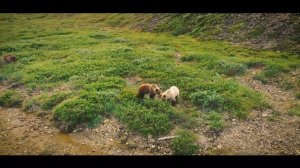 Два медведя в дикой природе Чукотки #Билибино #Медведи #Чукотка #Север