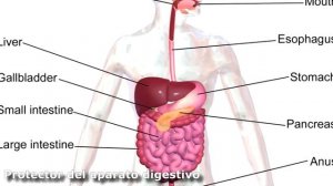 Aceite de Onagra: Propiedades, usos y efectos secundarios (Dr Oz)