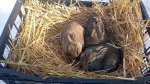 Гибрид помесь Зайца с Кроликом ??. ( Шутка).