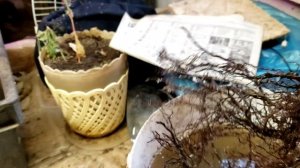 Малина Маравилла. Размножение корнем.