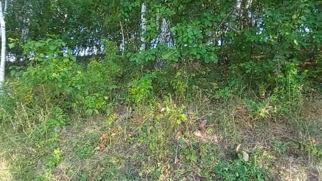 пруд_Зелененький 04 смотреть онлайн