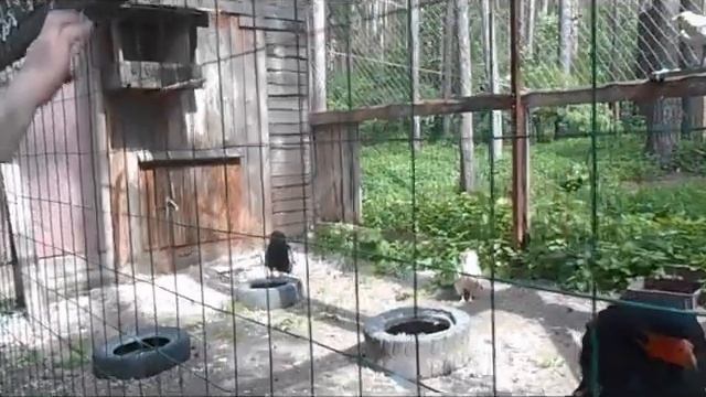 Ворон Карл и другие хищные птицы смотреть онлайн