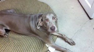 Weimaraner