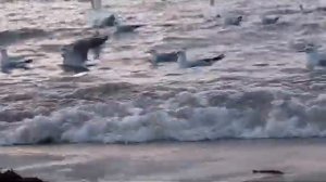 #Море #Анапа #Чайки и #лебеди  #февраль