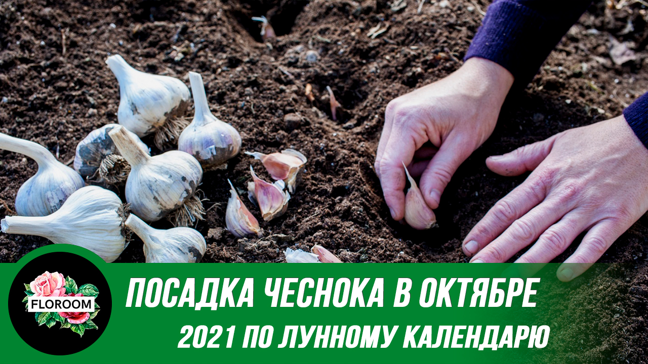 Хорошие дни для посадки чеснока. Посадка чеснока в октябре 2021.