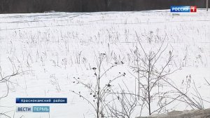 ДТП с коровой: кто виноват?