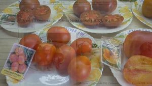 ТОМАТ КОЗУЛА 141. №574. Дегустация.