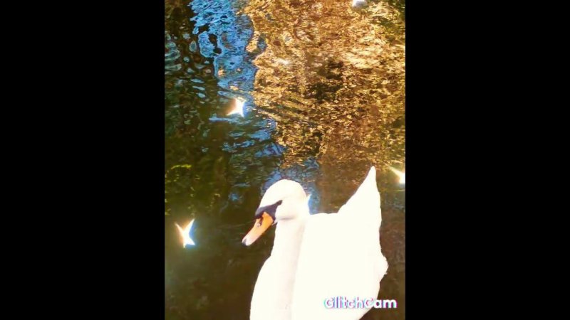 swan лебедь