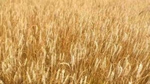 Посев Оз. Рапса разбрасывателем удобрений 29.07.20