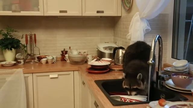 В Алматы енот забрался в чужой дом и помыл посуду?? смотреть онлайн