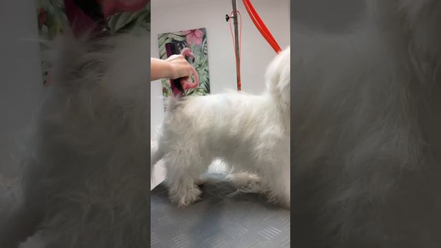 🐾 Старичок снова щенок ✂️ магия стрижки мальтийской болонки!