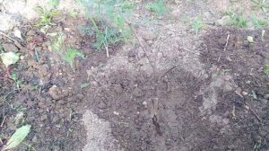 Сорт винограда Памяти Домбоквской не подходит для московской области!!!???