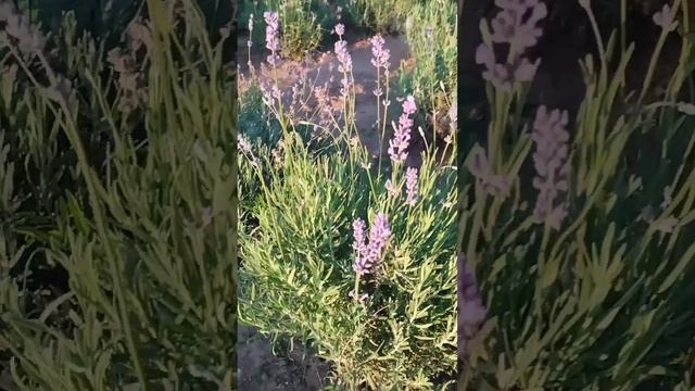 HnVideoEditor_2023_08_19_200444811.mp4