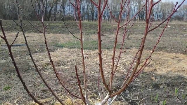 Препарат 30D: описание и использование.