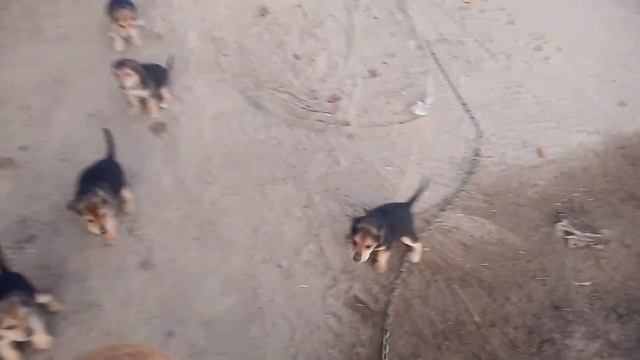 Щенки ,русской гончая. смотреть онлайн