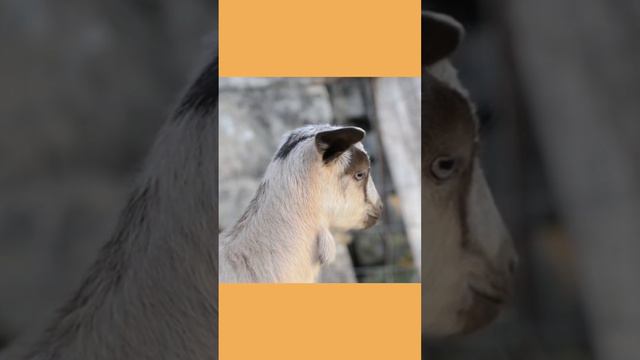 Why Goat 🐐 have weird eyes? in Tamil ஆடுகளின் கண் ஏன் கோடு போல் உள்ளது? #shalinidiary #goat #goatey смотреть онлайн