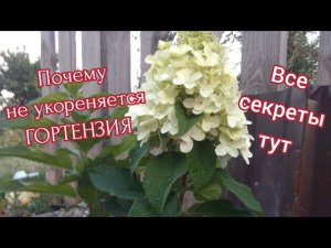 Почему не укореняется ГОРТЕНЗИЯ//Расскажу важные секреты