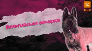Черная бельгийская овчарка: Описание, Характер, Особенности Породы