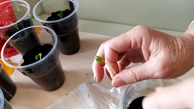 Как правильно высаживать огурцы из самокрутки. 2021г. смотреть онлайн