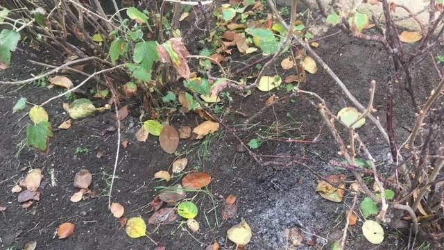 СМОРОДИНА ОМОЛАЖИВАТЬ ЛИ ПОДКАРМЛИВАТЬ СЕЙЧАС смотреть онлайн