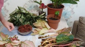 Аглаонемы Таиланд новые сорта