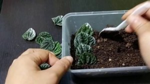 Ripple Peperomia Leaf Propagation