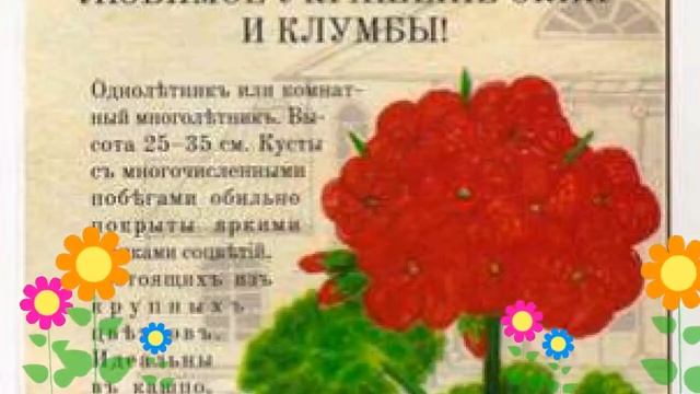 Герань махровая (Мушкатик). Краткий обзор: Герань махровая описание характеристик, где купить семен смотреть онлайн