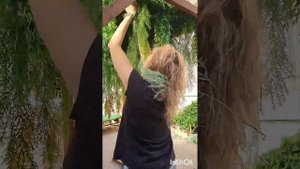 озеленение потолков искусственными растениями