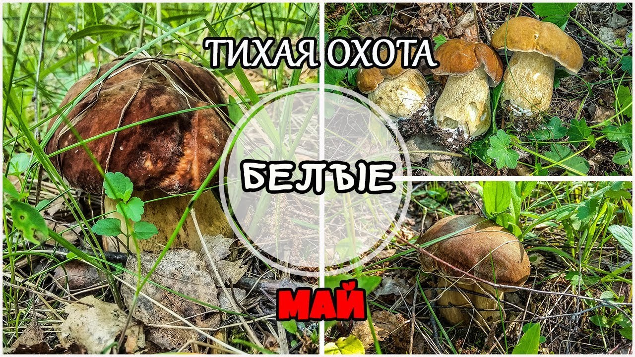 Сбор грибов. Белые грибы. Подберёзовики. Подосиновики. Май.
