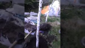 Посадка березы на штамб 2часть