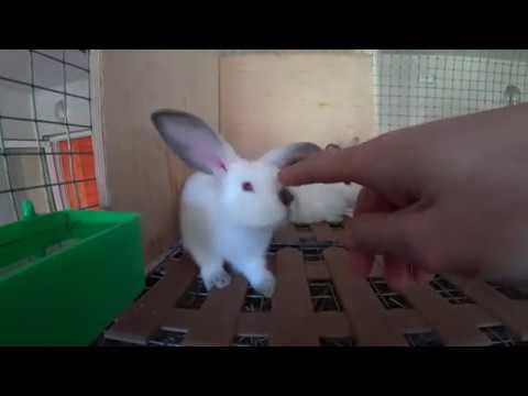 ОТКУДА ПОЯВИЛСЯ БАРАНЧИК?