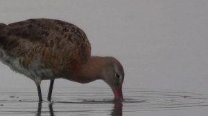 Большой веретенник (Limosa limosa) - Black-tailed godwit | Film Studio Aves